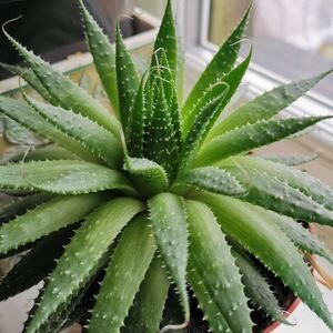 L’aloe vera, une plante aux nombreux bienfaits