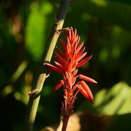 aloe vera fleur rouge