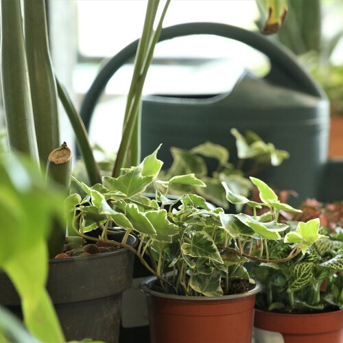 atelier jardinage lyon entreprises teambuilding plantes