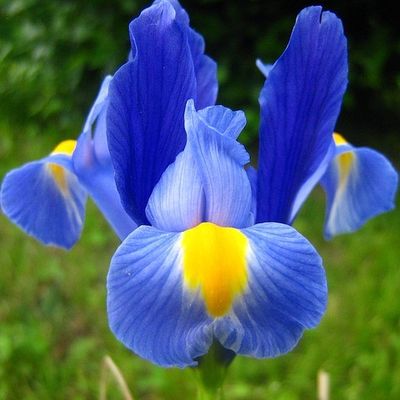 conseils jardinage iris