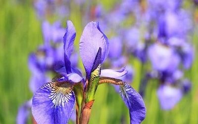 L’Iris : conseils de jardinage pour cette belle plante bulbeuse