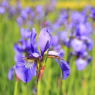 L’Iris : conseils de jardinage pour cette belle plante bulbeuse