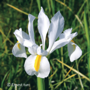 bulbes iris hollandica saturnus blanc