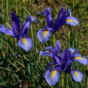 bulbes hollandica blue magic bleu