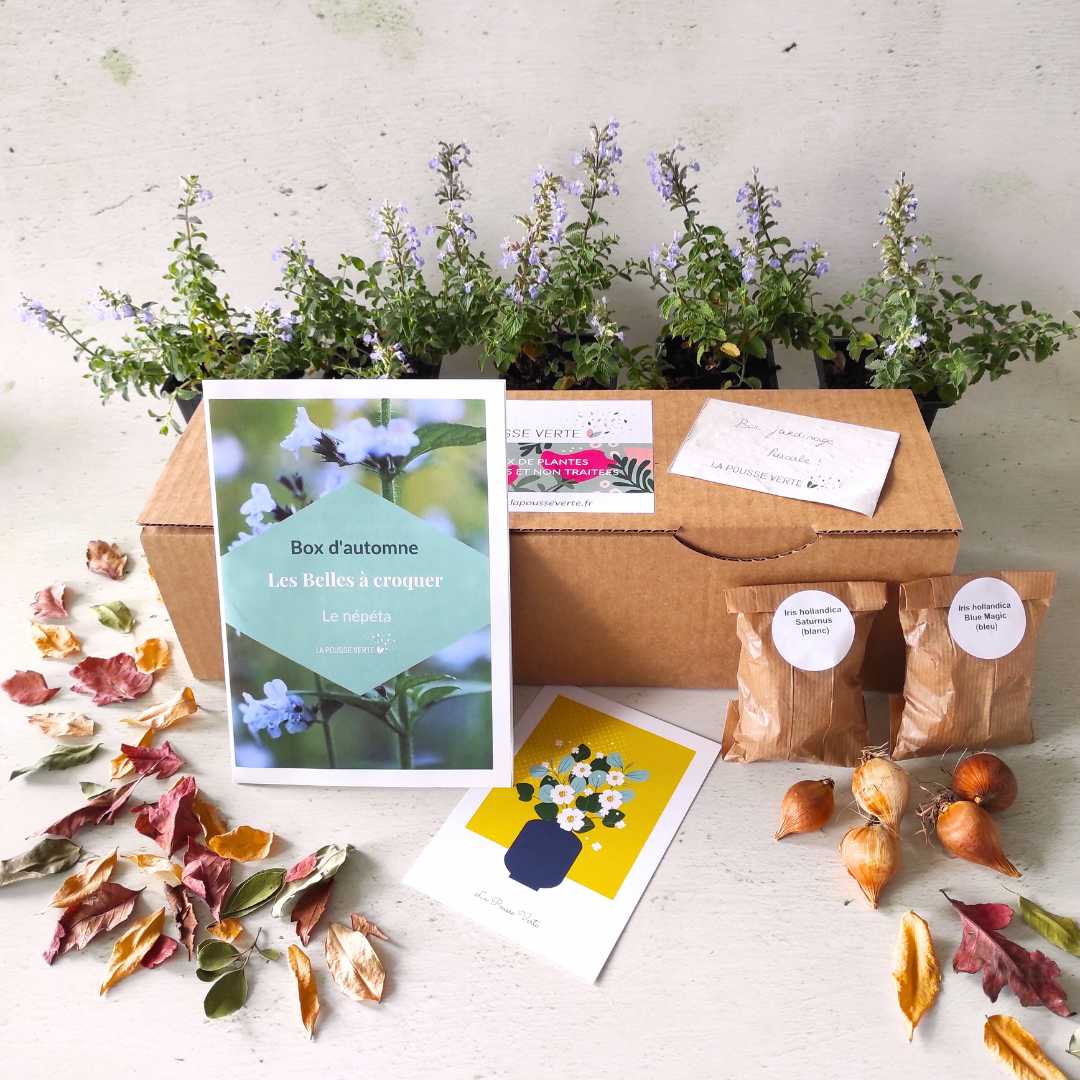 Cadeau multiplication végétale coffret cadeau Station de démarrage pour  cultiver vos plantes Cadeaux pour elle Boutures de plantes d'intérieur  Abonnement gratuit à l'application Plant -  France