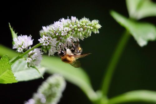 menthe plante aromatique fleur abeille