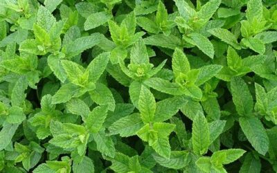 Menthe : conseils de jardinage pour cette plante aromatique vivace