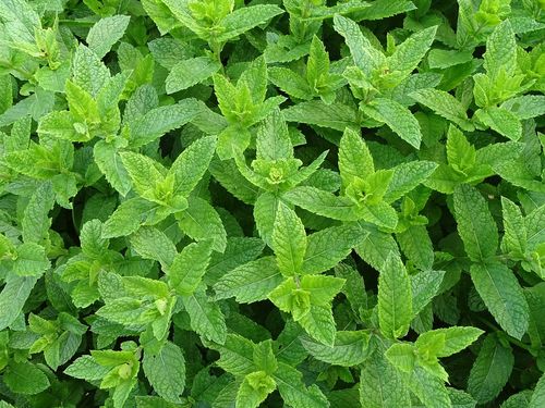 menthe conseils jardinage feuilles aromatique