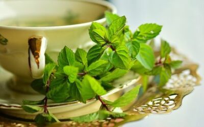 Recettes de cuisine avec la menthe, plante aromatique