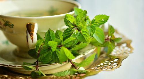 menthe recettes cuisine plante aromatique thé tasse