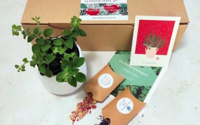Box de plante fleurie comestible hiver 2023/2024