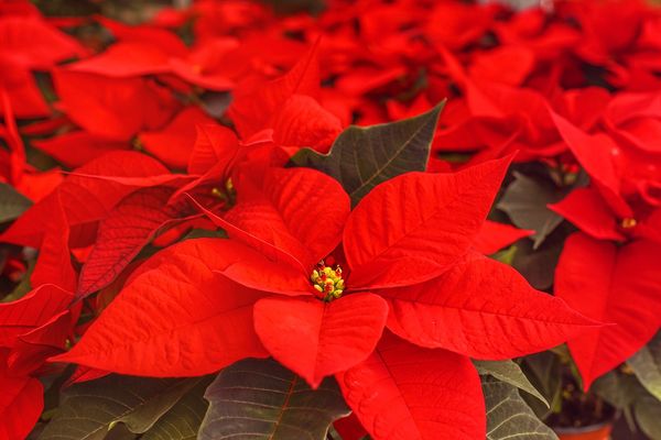 Le poinsettia, la plante rouge éclatante, étoile de Noël