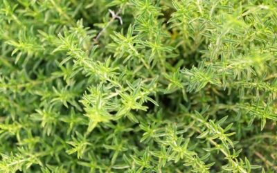 Sarriette : conseils de jardinage pour cette plante aromatique méditerranéenne