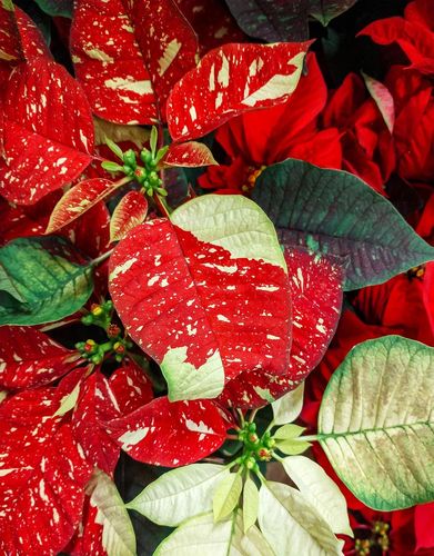 poinsettia etoile noel plante