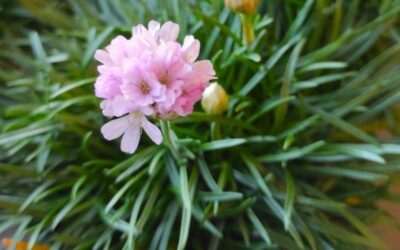 Armérie Maritime (armeria maritima) : conseils de jardinage pour cette jolie plante fleurie