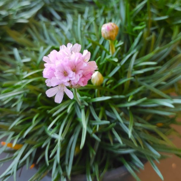 Armérie Maritime (armeria maritima) : conseils de jardinage pour cette jolie plante fleurie