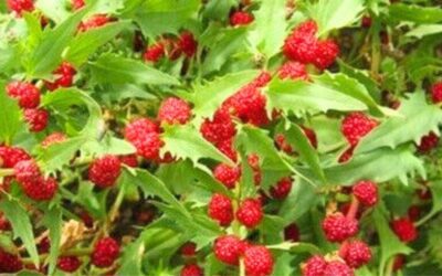 L’épinard fraise : conseils de jardinage plante potagère originale