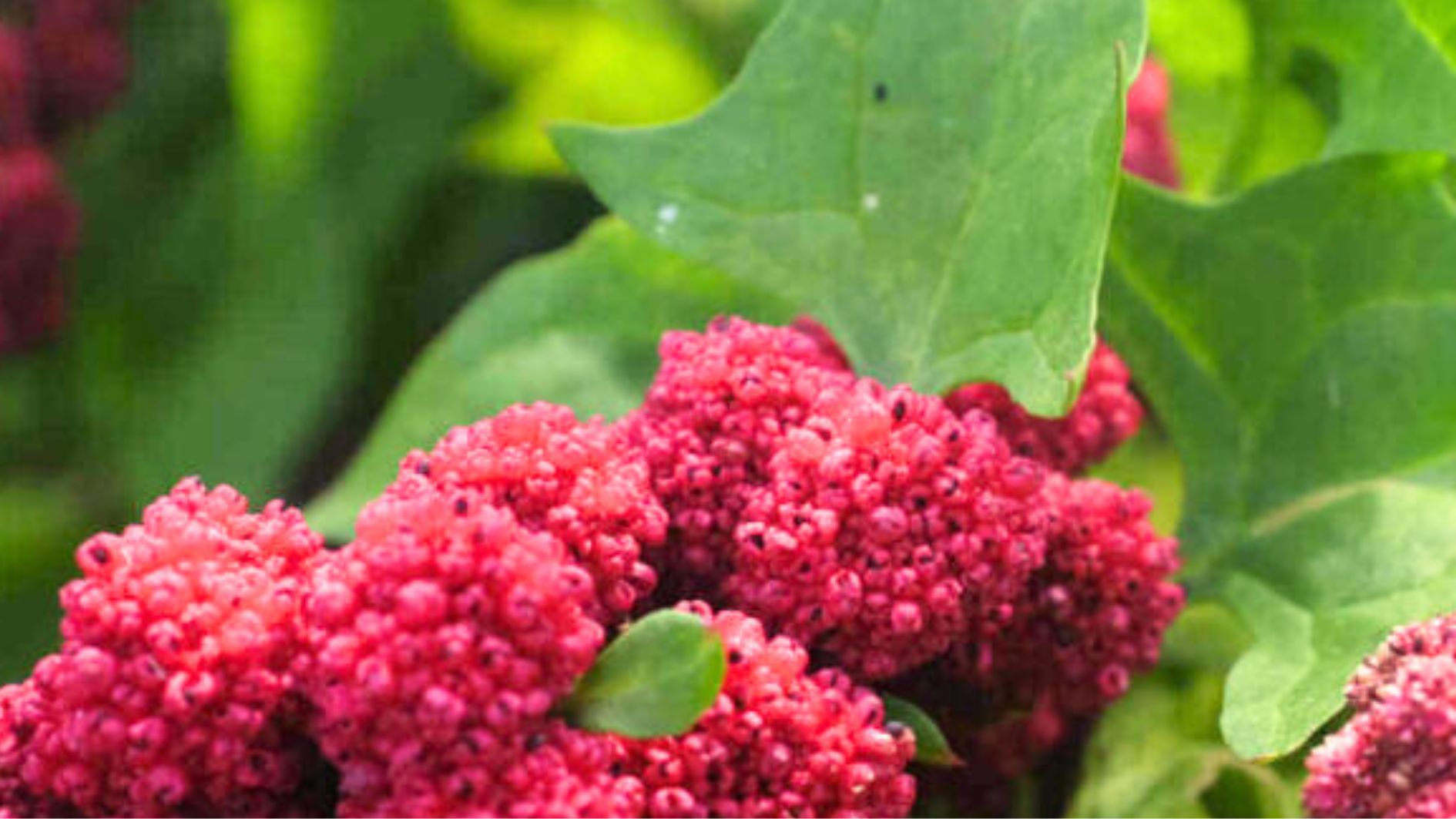 épinard fraise conseils jardinage feuille fruit