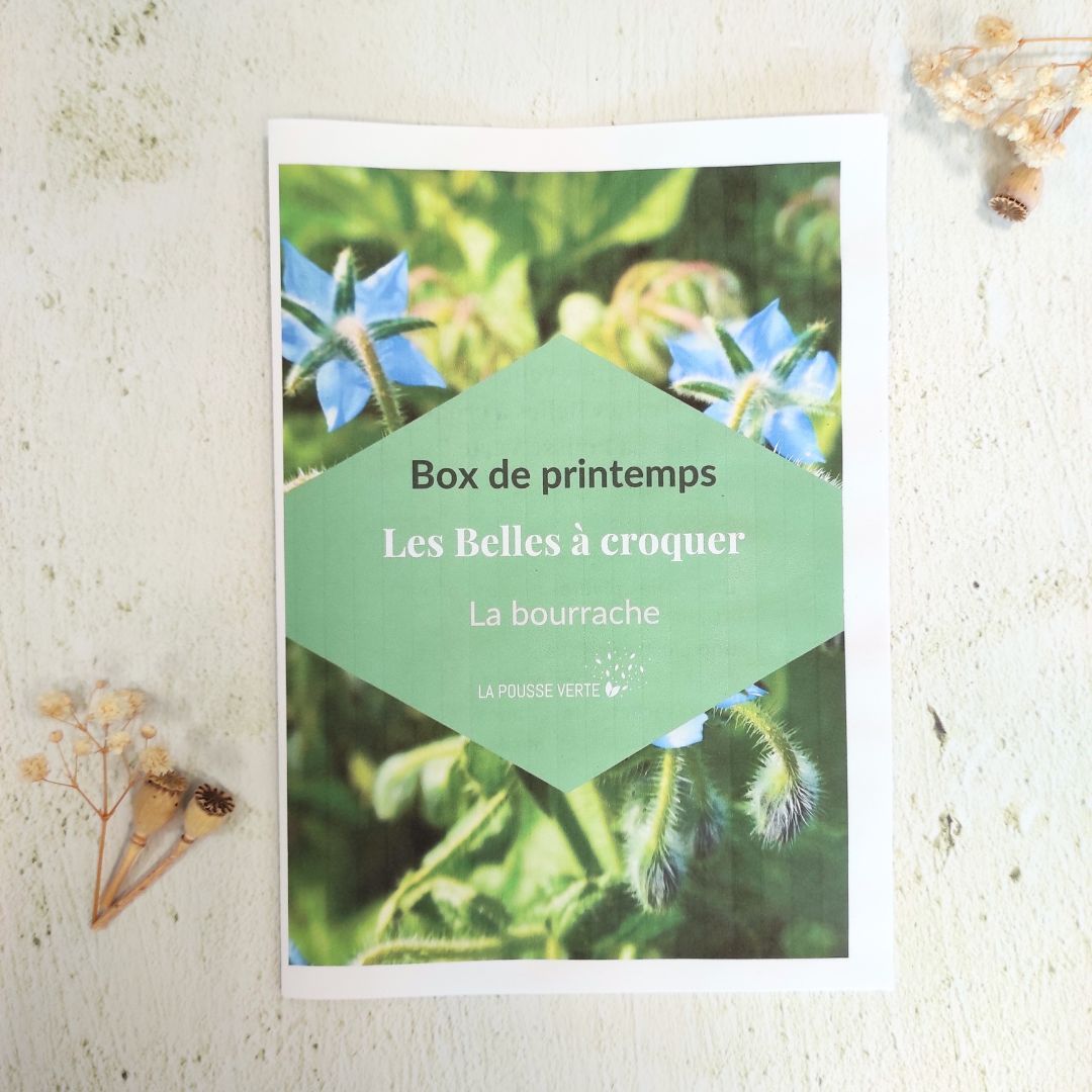 box plante printemps 24 fleurie comestible conseils