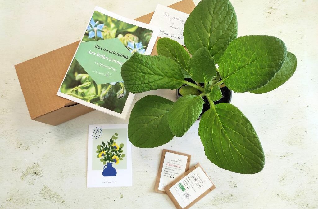 box plantes printemps 24 fleurs comestibles