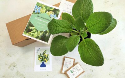 Box de plante fleurie comestible printemps 2024