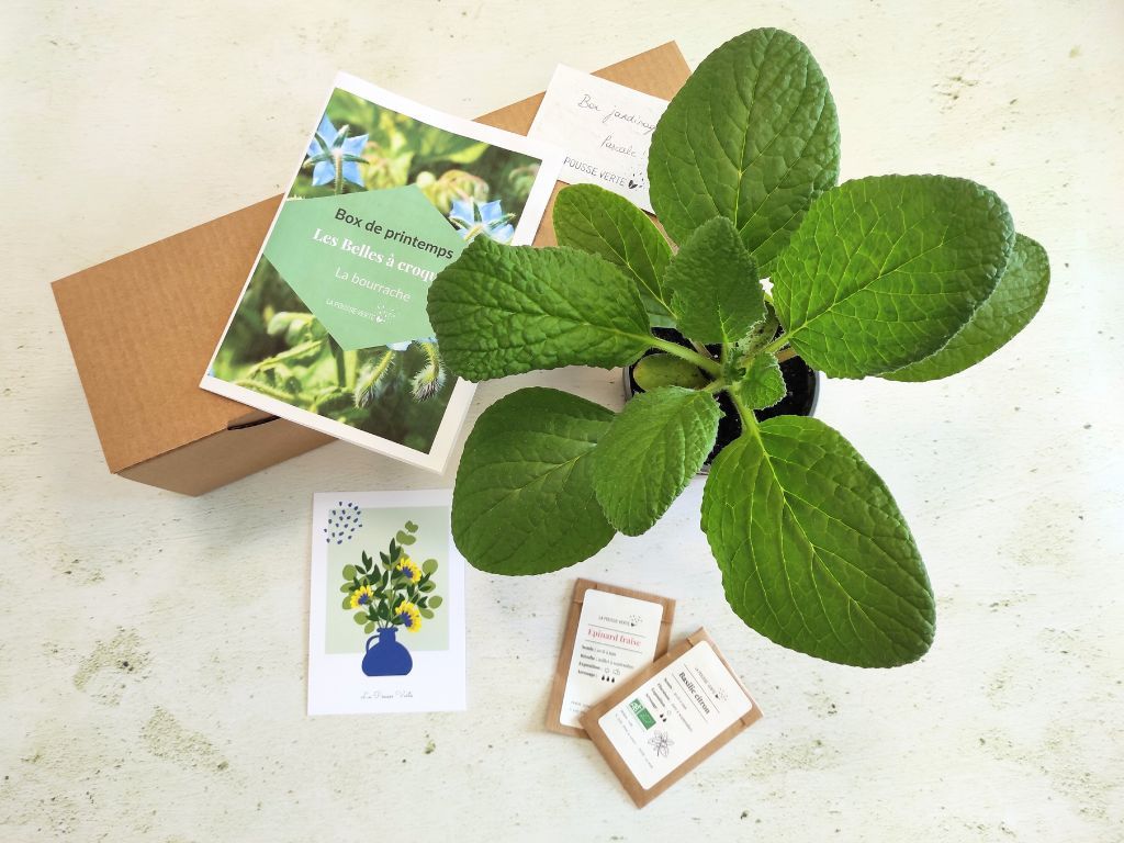 box plantes printemps 24 fleurs comestibles