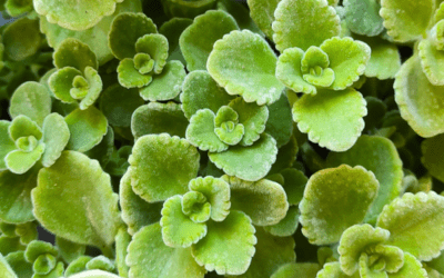 Recettes de cuisine avec l’origan cubain