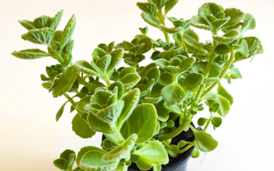 L’origan cubain : conseils jardinage pour cette plante aromatique originale