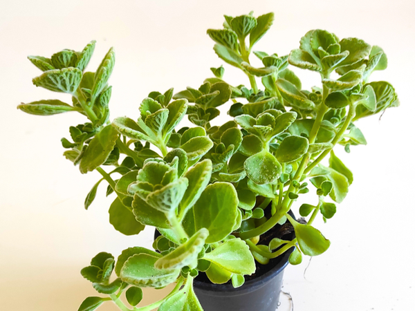 origan cubain plante conseils jardinage aromatique box