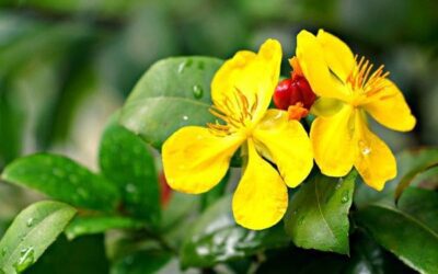 Le millepertuis calycinum : conseils jardinage pour cette belle plante rampante