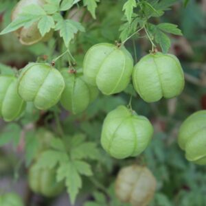 pois de coeur conseils jardinage plante box