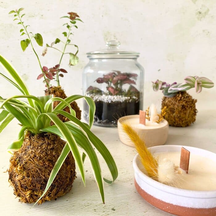 atelier créatif diy lyon bougie terrarium kokedama atelier créatif diy lyon bougie terrarium kokedama
