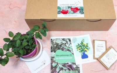Box de plante fleurie comestible printemps 2025