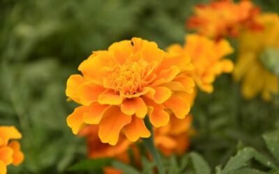 L’oeillet d’Inde : conseils de jardinage fleur comestible utile au jardin