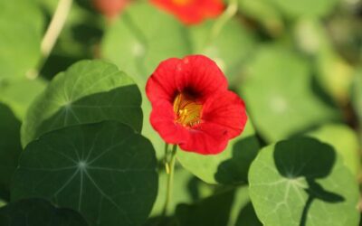 La capucine naine : conseils de jardinage pour une fleur jolie à croquer