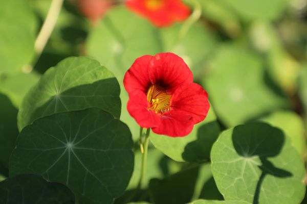 La capucine naine : conseils de jardinage pour une fleur jolie à croquer