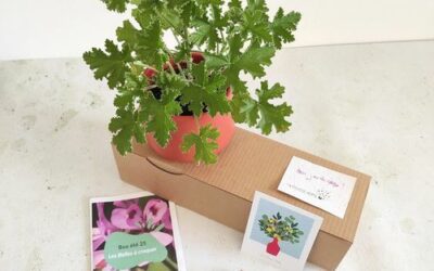 Box de plante fleurie comestible été 2025