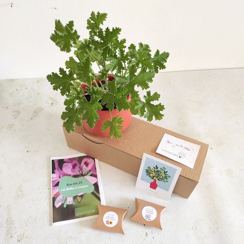 box plante fleurie comestible été 2025