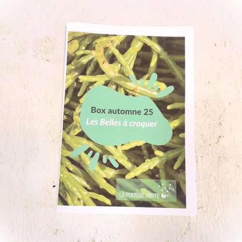 conseils jardinage salicorne box plante cadeau