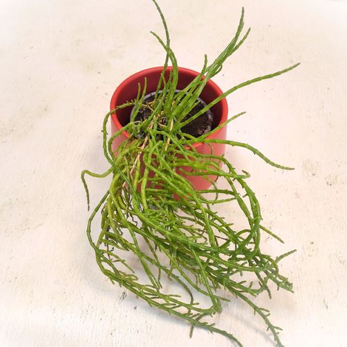 salicorne box plante comestible cadeau